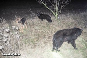 Trzy czarne owczarki w nocy na polu.