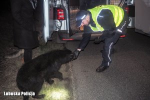 Policjant wyciąga rękę w stronę przestraszonego owczarka.