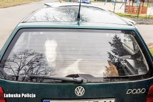 Koza Frania w bagażniku volkswagena golfa.