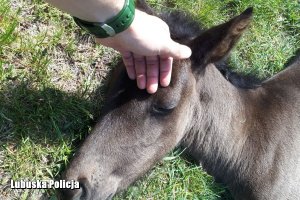 Policjant głaszcze leżącego źrebaka.